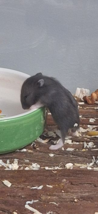 Chomiki dżungarskie