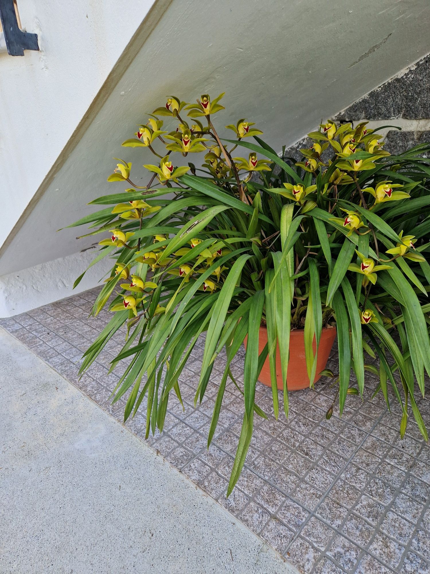 Vaso de orquídeas Grande
