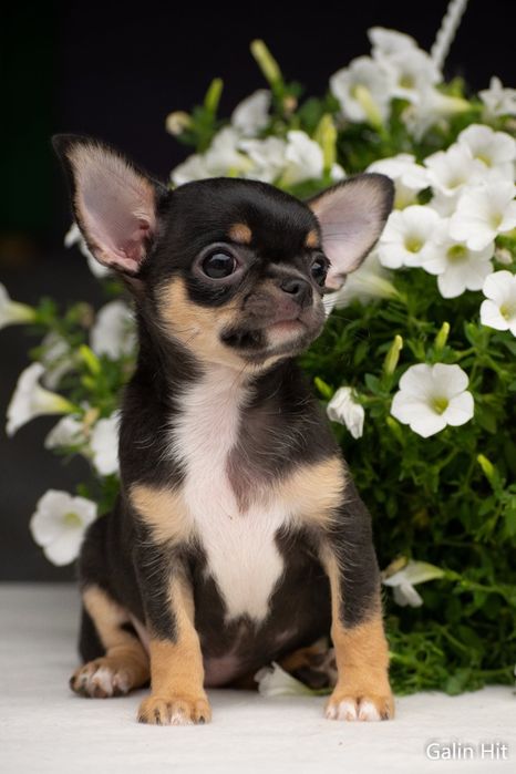 Мала красивезна перлинка !