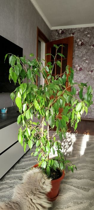 Фікус Бенжаміна 1 м висота