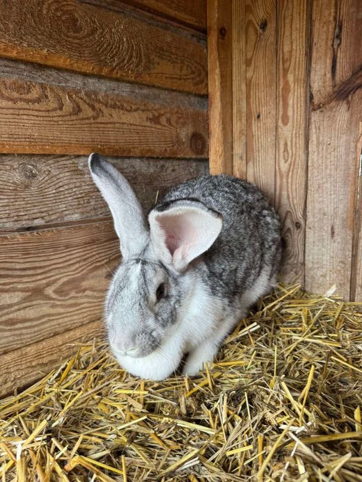 Królik samica młoda