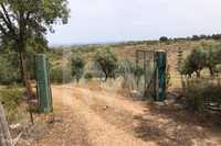 Herdade em Rosmaninhal, Idanha-a-Nova com 146 hectares, cultivo de sob