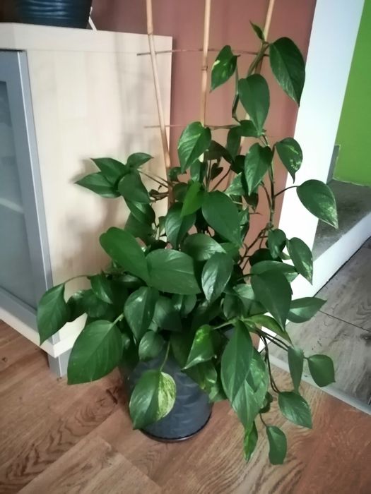 Sprzedam duże kwiaty doniczkowe 200 zł sztuka