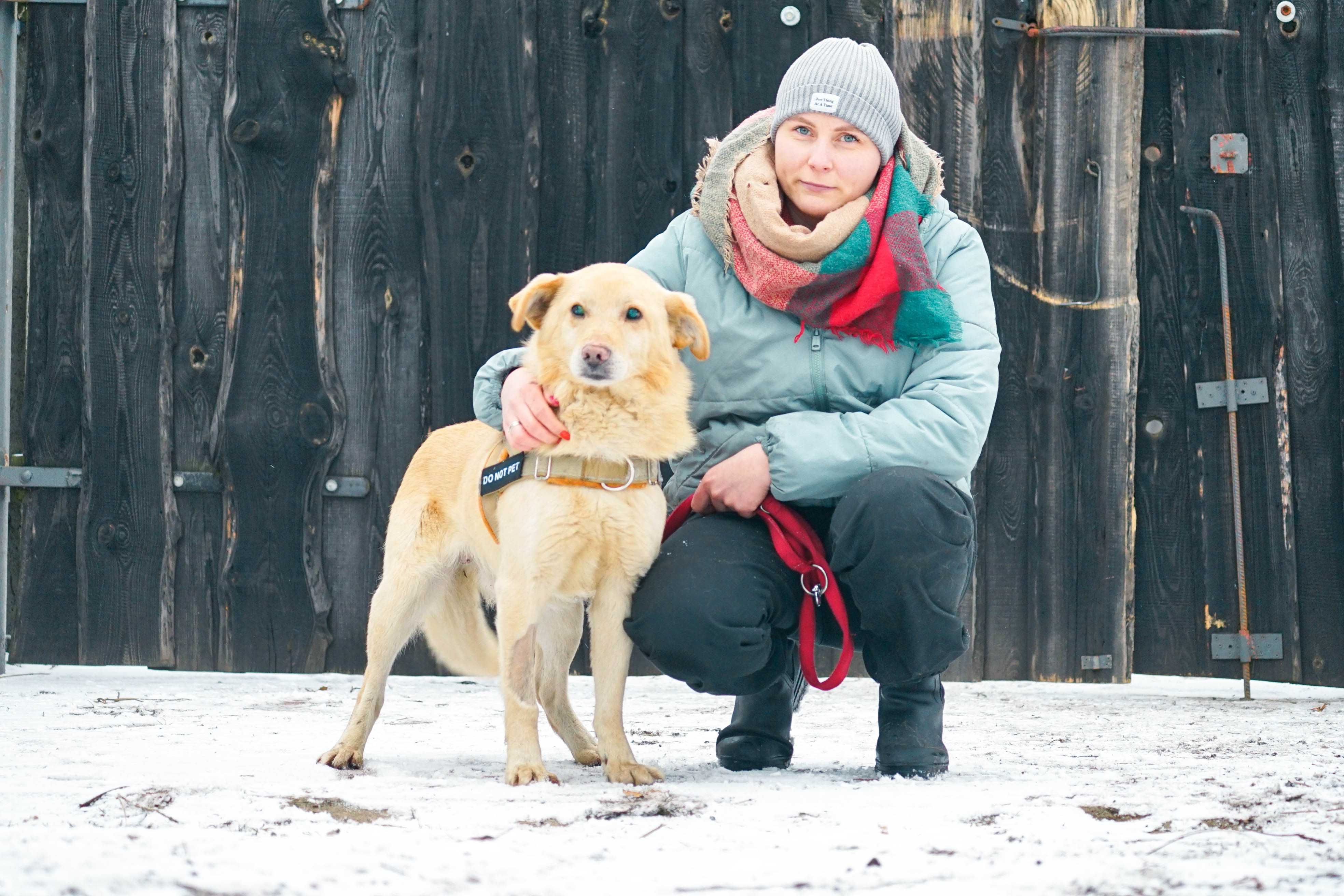 Robaczek - niewidomy psiak szuka domu, labrador