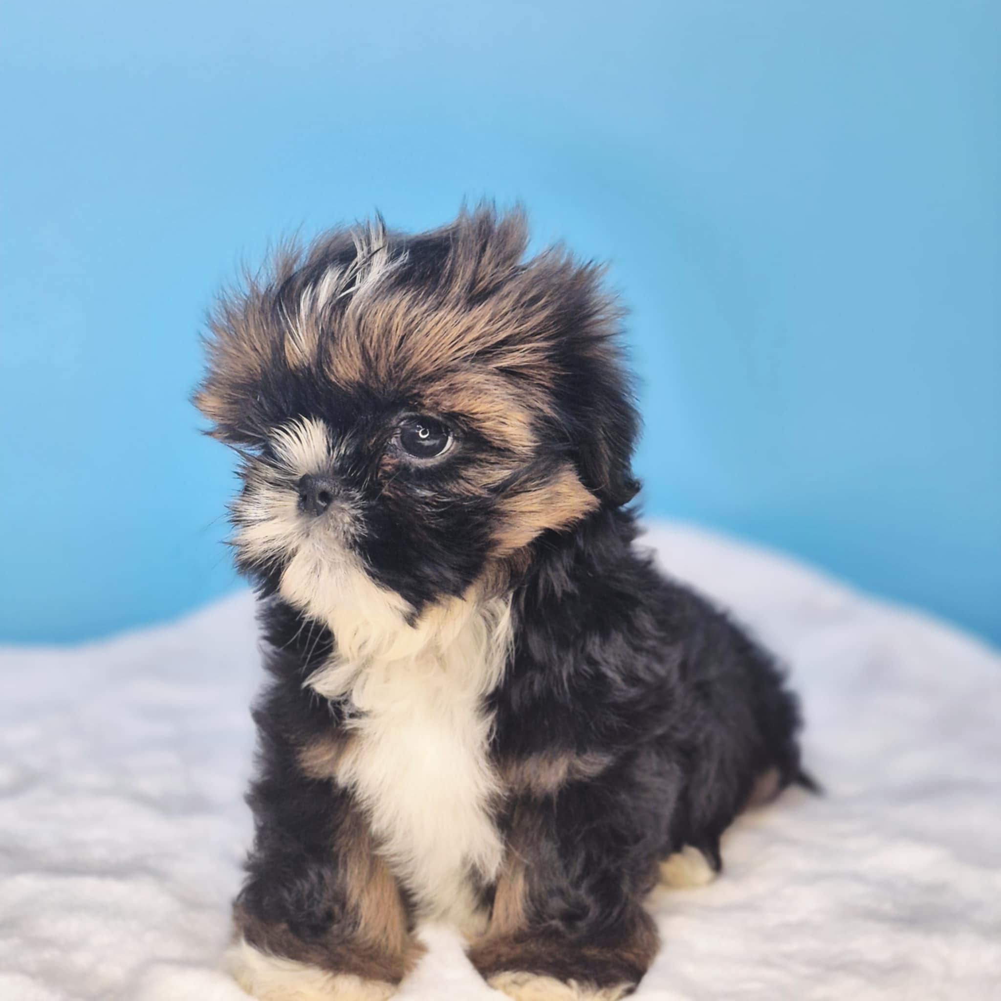Shih Tzu samiec gotowy do odbioru