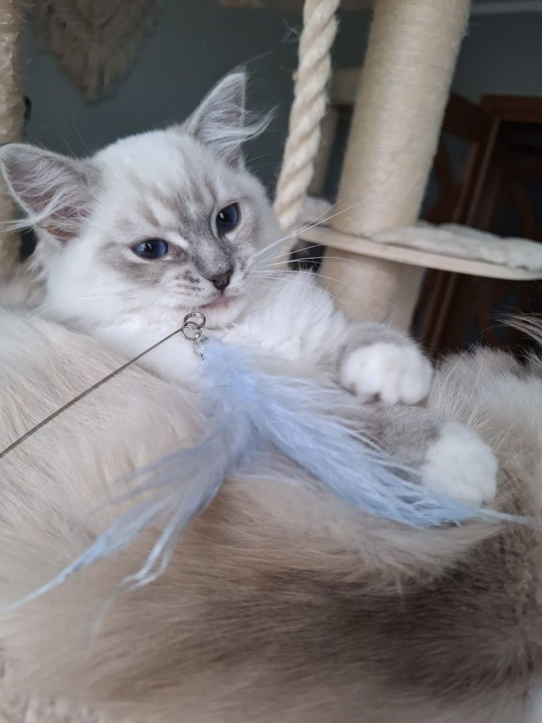 Chlopiec Ragdoll blue mitted lynx FPL umikatowe umaszczenie cudowny