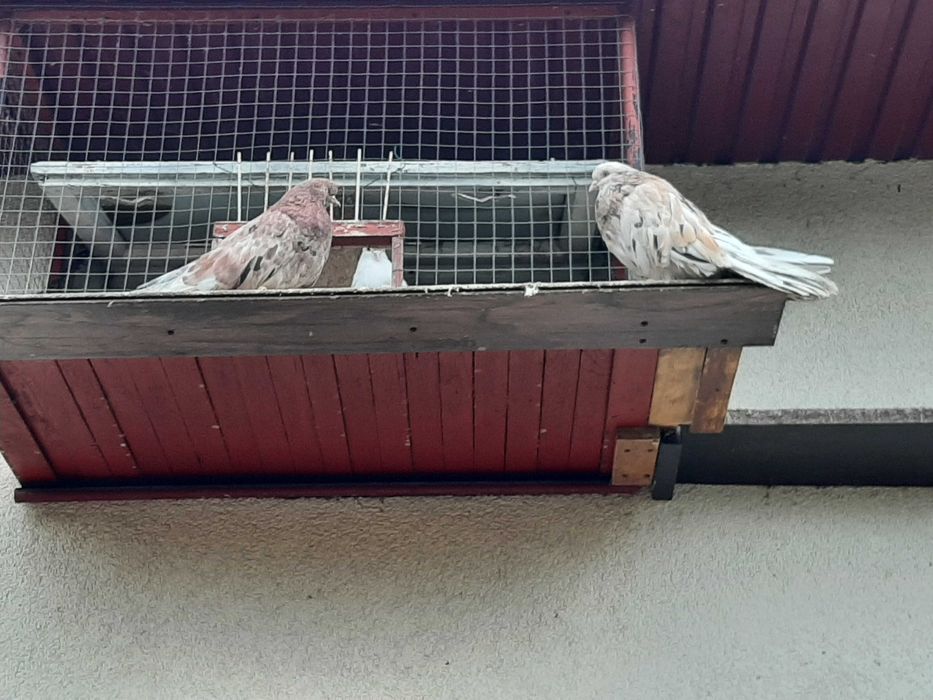 KOLOROWE Orliki Polskie