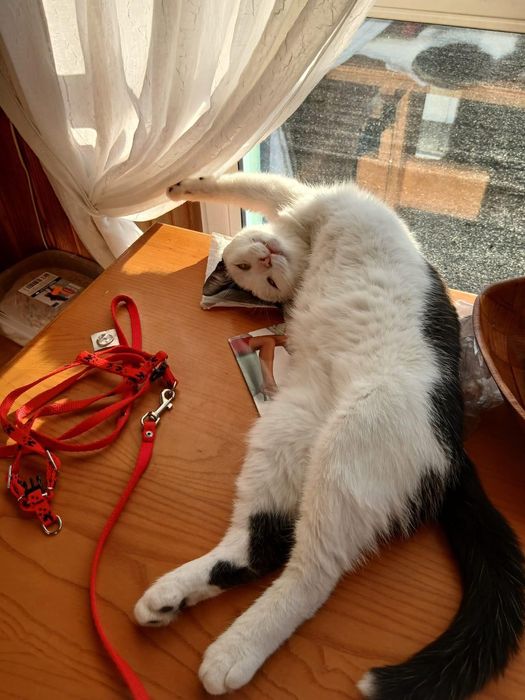 Cudowny Trójłapy Pełnosprytny kot Milo szuka swojej rodziny