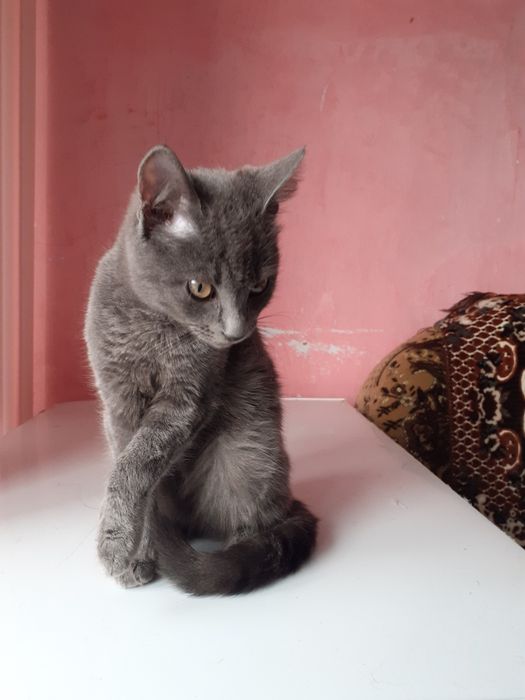 Дуже гарні, ласкаві та контактні котик і кішечка 4-х місяців