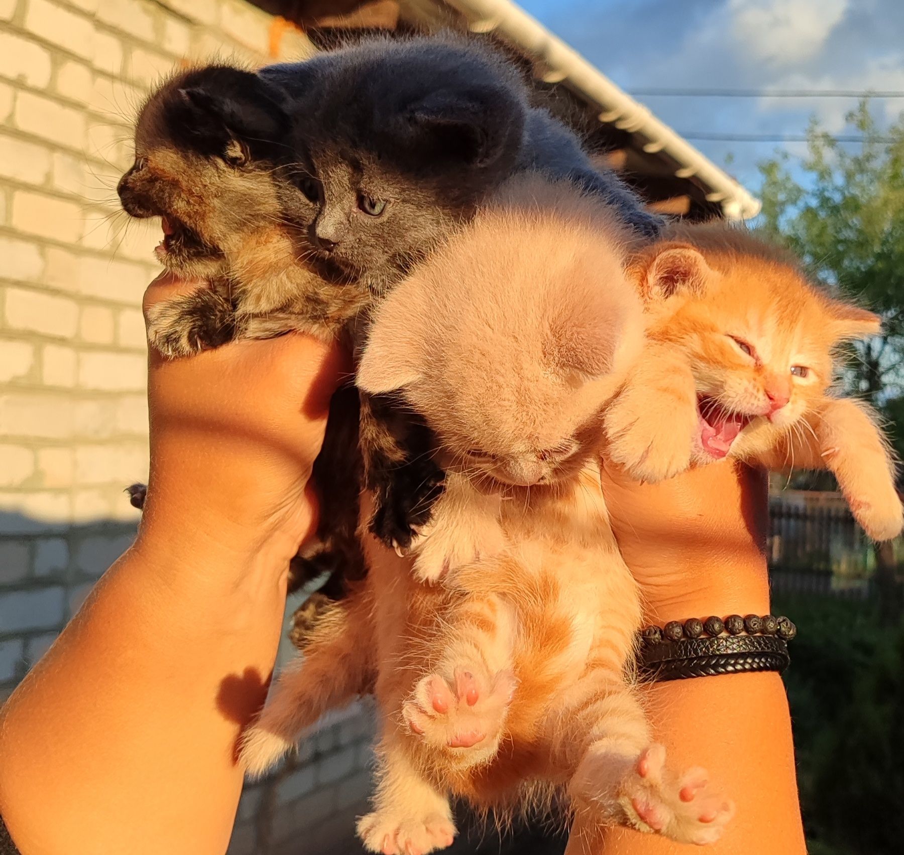 Продам котят Скотіш
