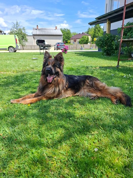 Owczarek Niemiecki szczeniak