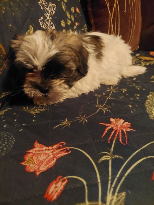 Śliczny szczeniak chlopiec