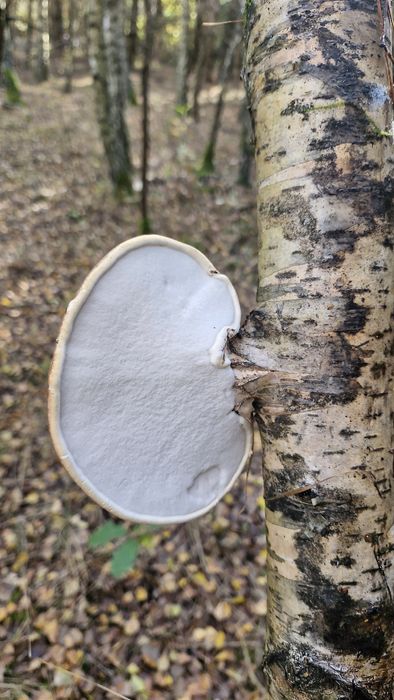 Pniarek (białoporek) brzozowy.