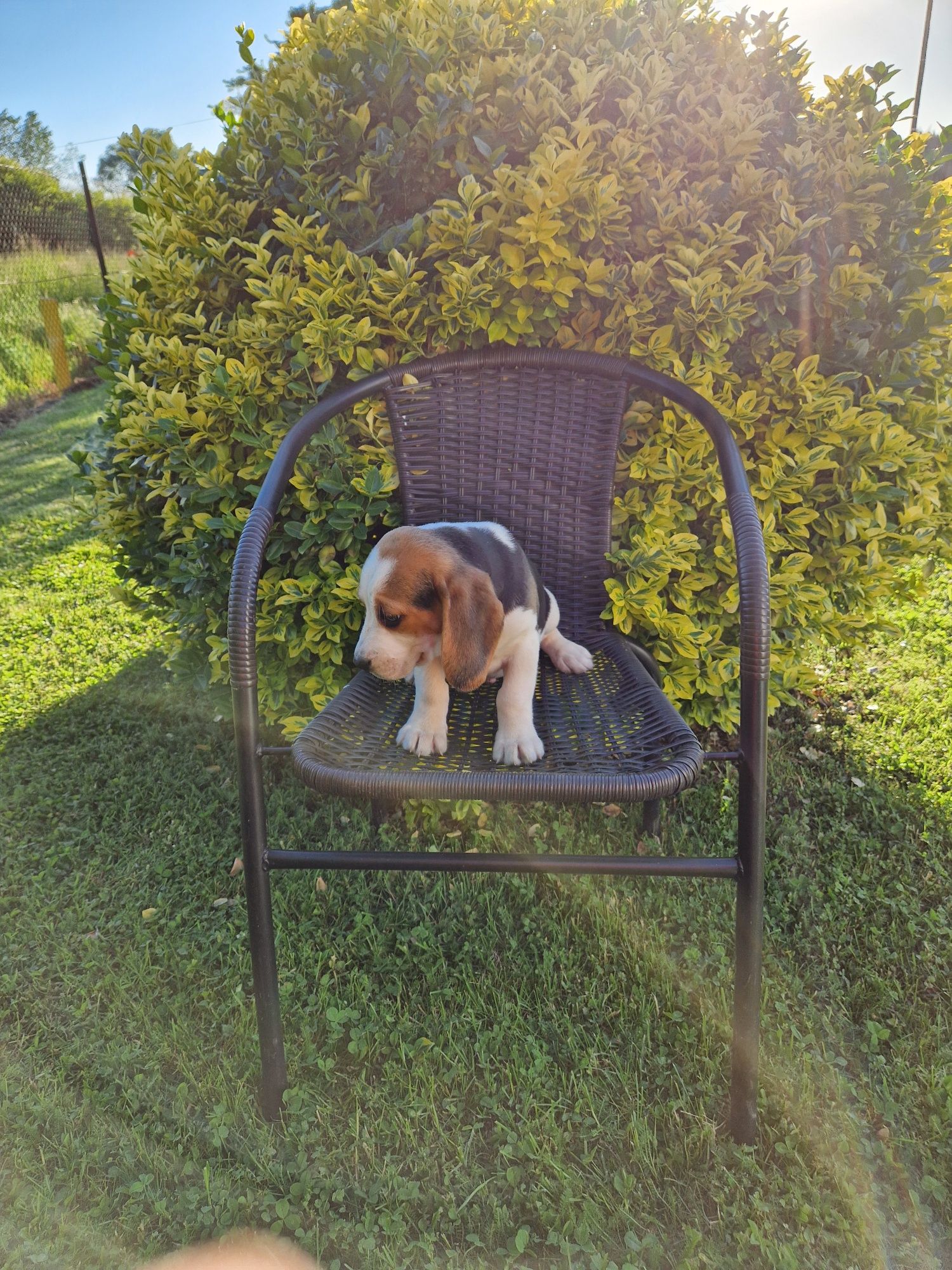 Piesek Beagle Tricolor