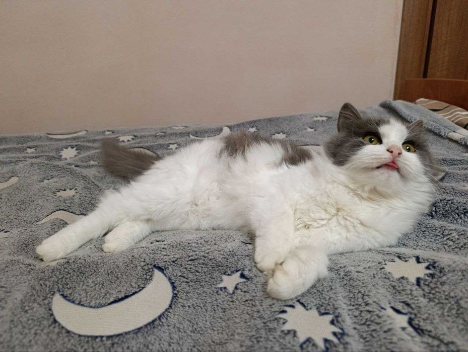 Шукаю дім для котика безплатно