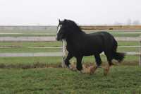 Ogier Tinker/ Irish Cob