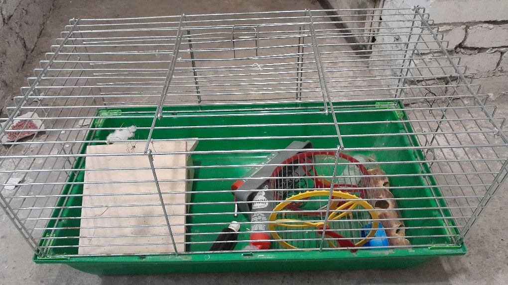 Klatka dla świnki