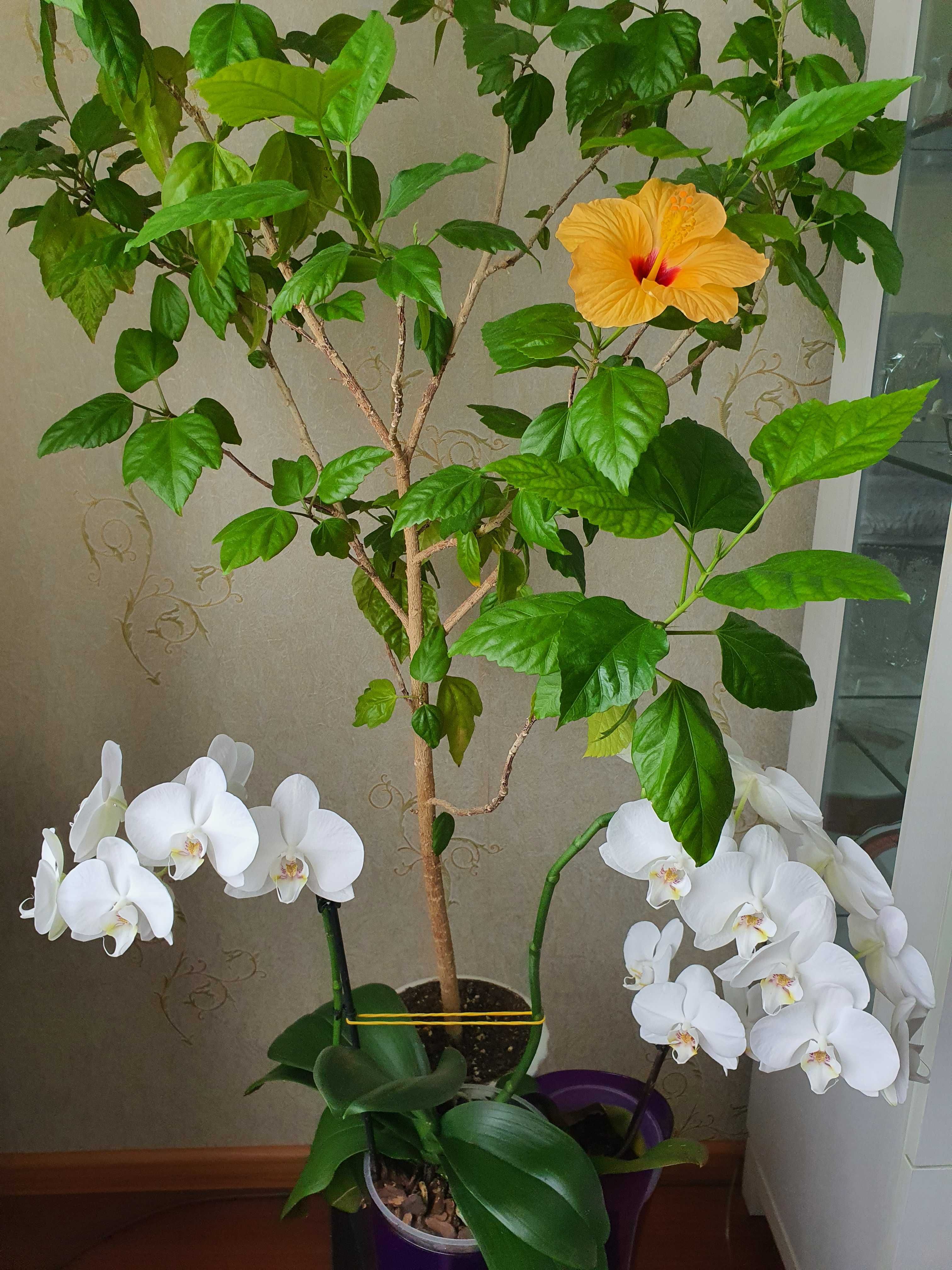 Растение цветок китайская роза росток.