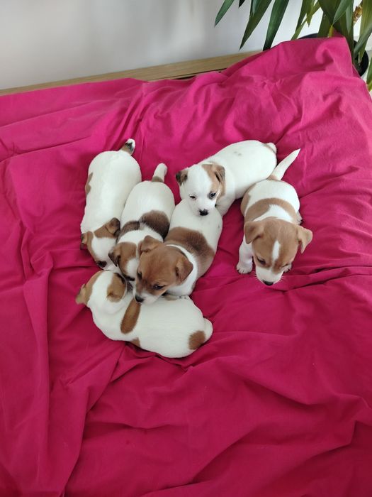 Jack Russell Terrier suczka