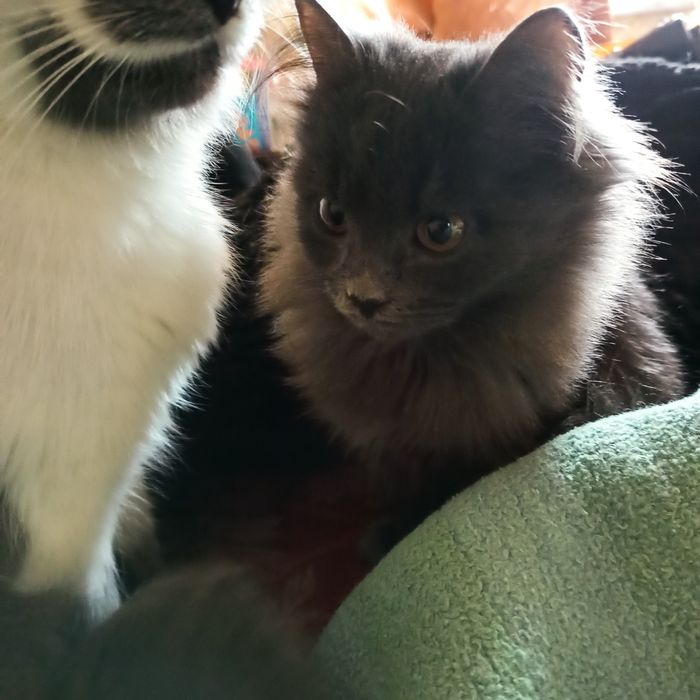 Отдам котёнка в добрые руки