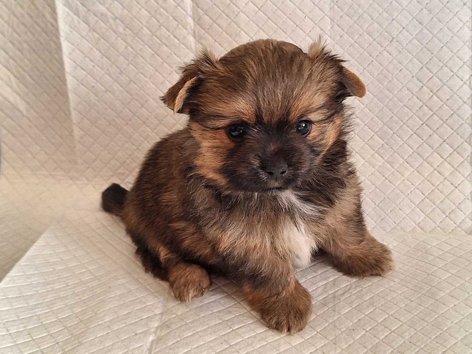 Sunia Yoranian hybryda