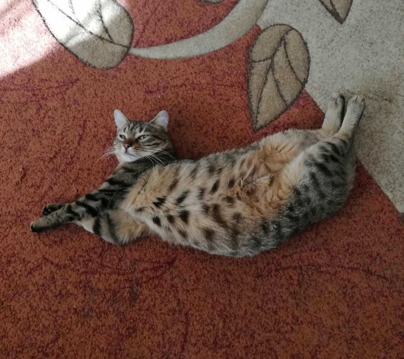 Piękna i łagodna Mela czeka na dom