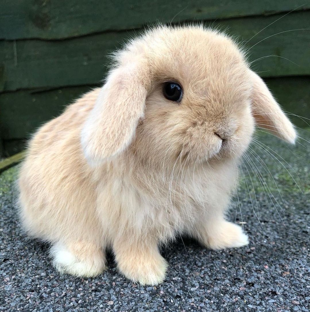 KIT Coelhos anões orelhudos, mini lop desparasitados