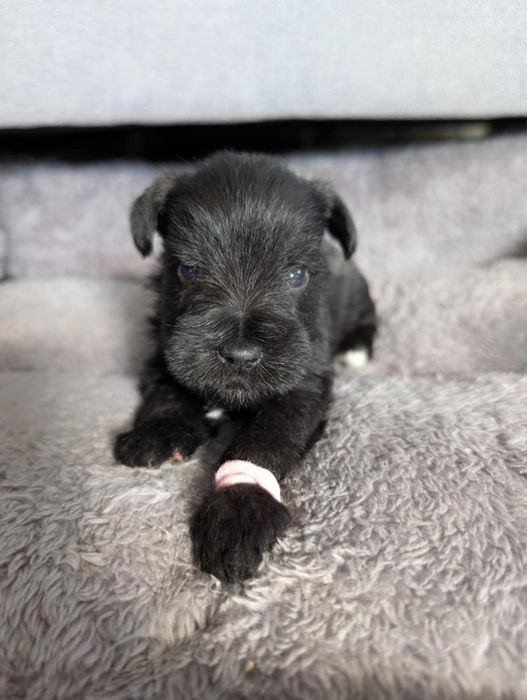 Sznaucer miniaturowy suczka szczeniak