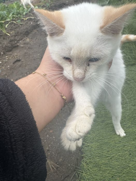 Gatinhos para adocao
