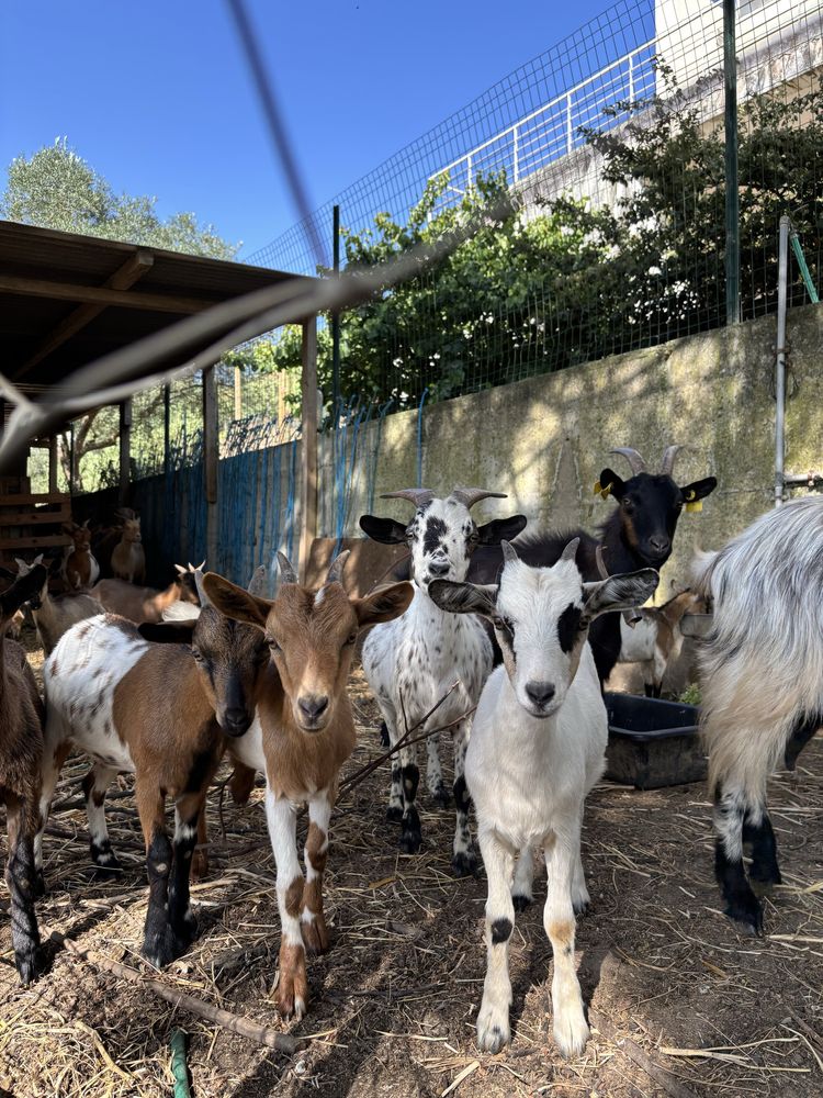 Cabras anãs - M/F