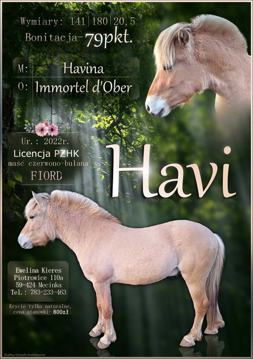 Ogier fiord niemieckiej hodowli ujeżdżony z polską licencją