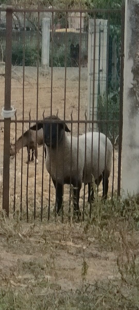 Carneiro sulfock adulto