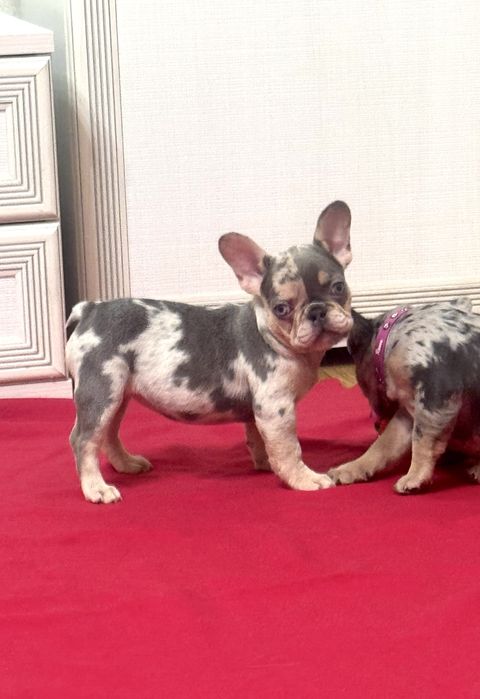 Суперові цуценята французький бульдог