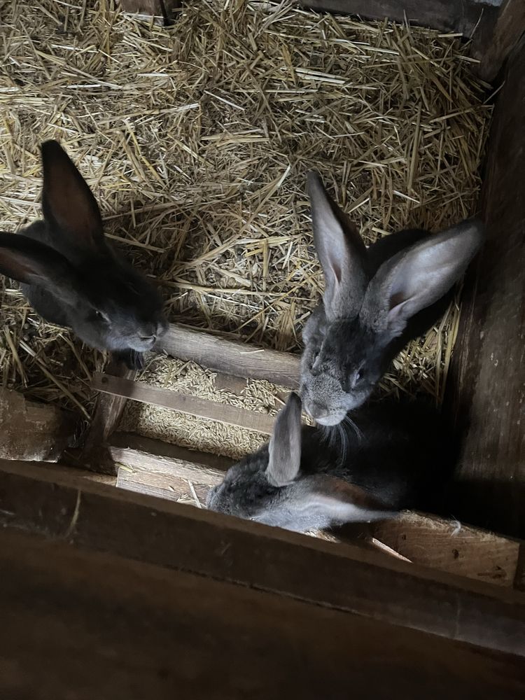 Barany francuskie i olbrzymy belgijskie