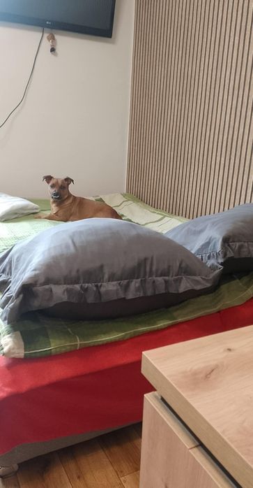 Oddam pieska w dobre rece