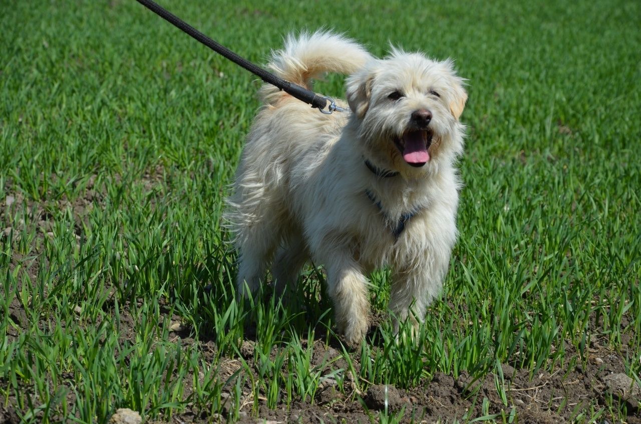 Biały Miedarski York do adopcji