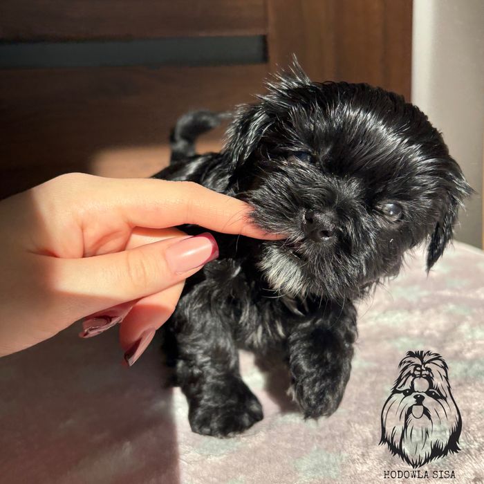 Shih Tzu czarna suczka gen czekoladowy i niebieski