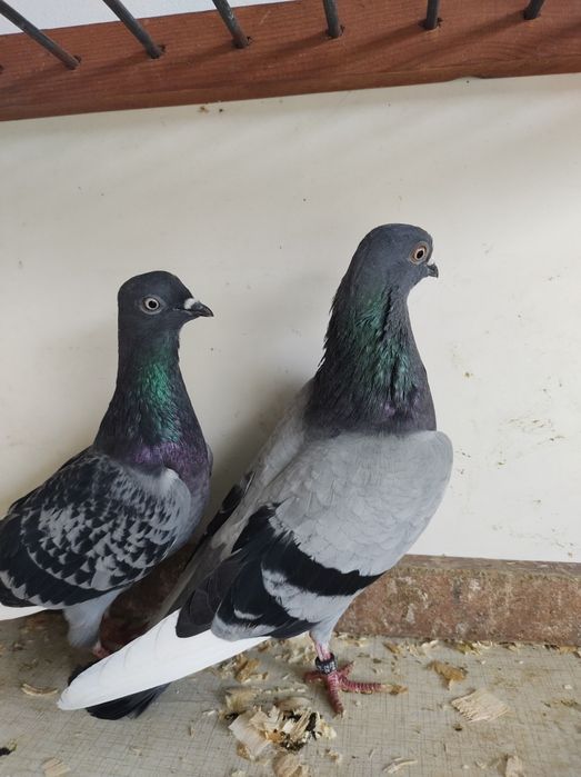 Gołębie budapeszty czaposze