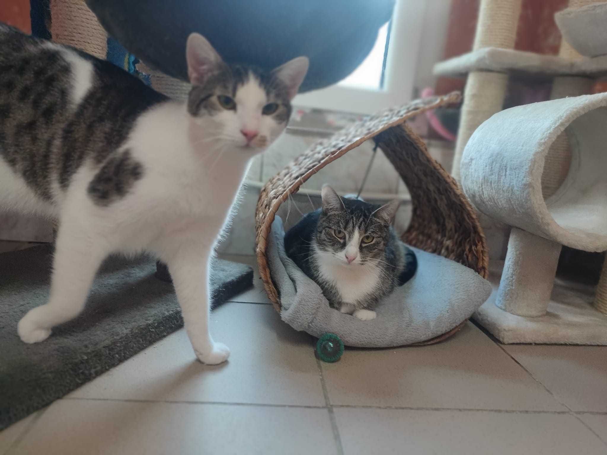 HUGO i JEŻYK dwa kociaki szukają domu!