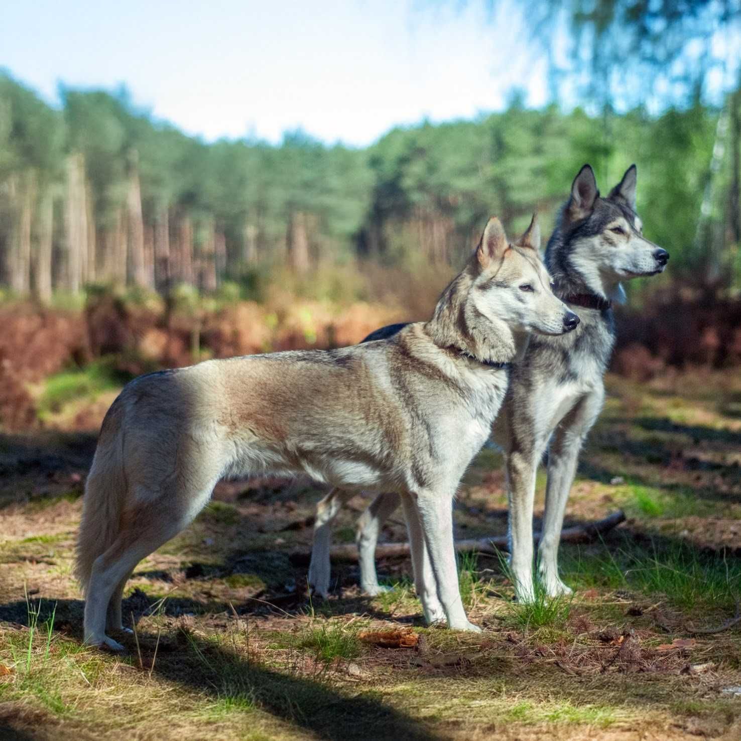 Szczeniak suczka SIBERIAN HUSKY linia użytkowa ZKwP FCI