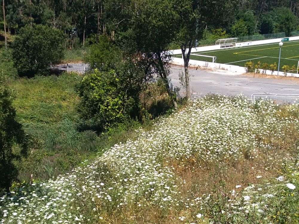 Terreno em Árvore