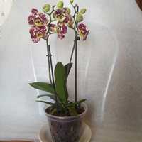 Орхідея фаленопсис Sponge Bob квітне.