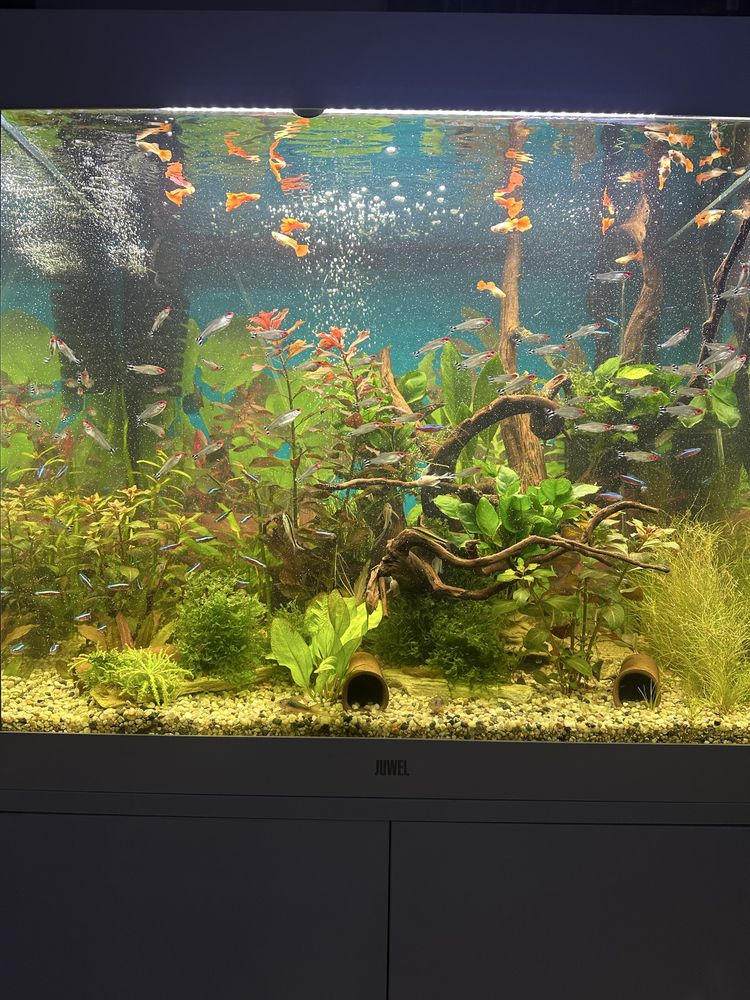 Akwarium juwell  Lido 200l zestaw biale