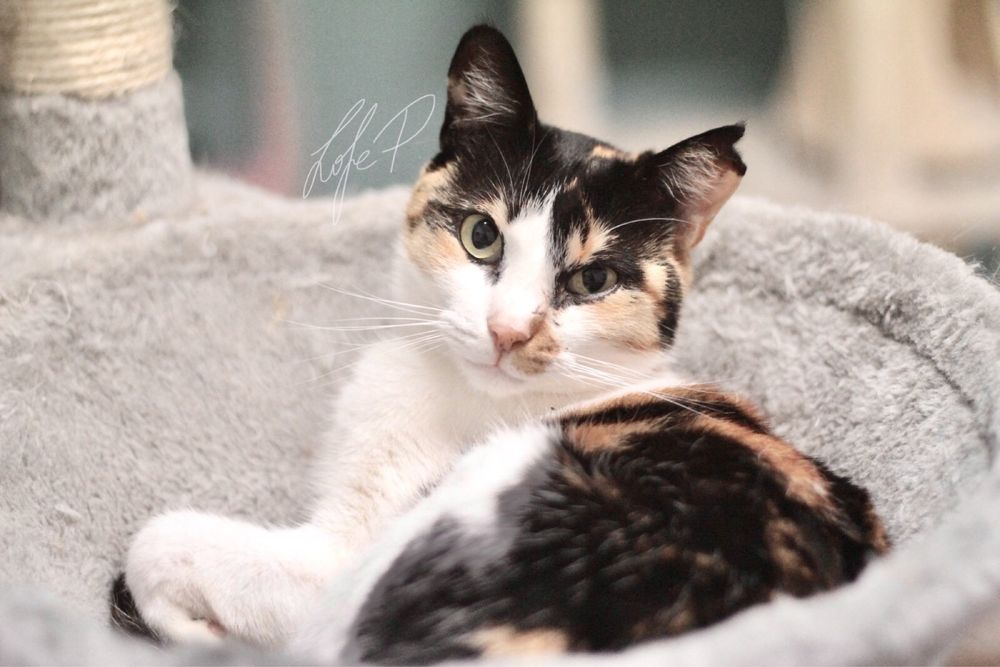 Kochana, niezwykle delikatna i spokojna Tonya PILNIE szuka domu!