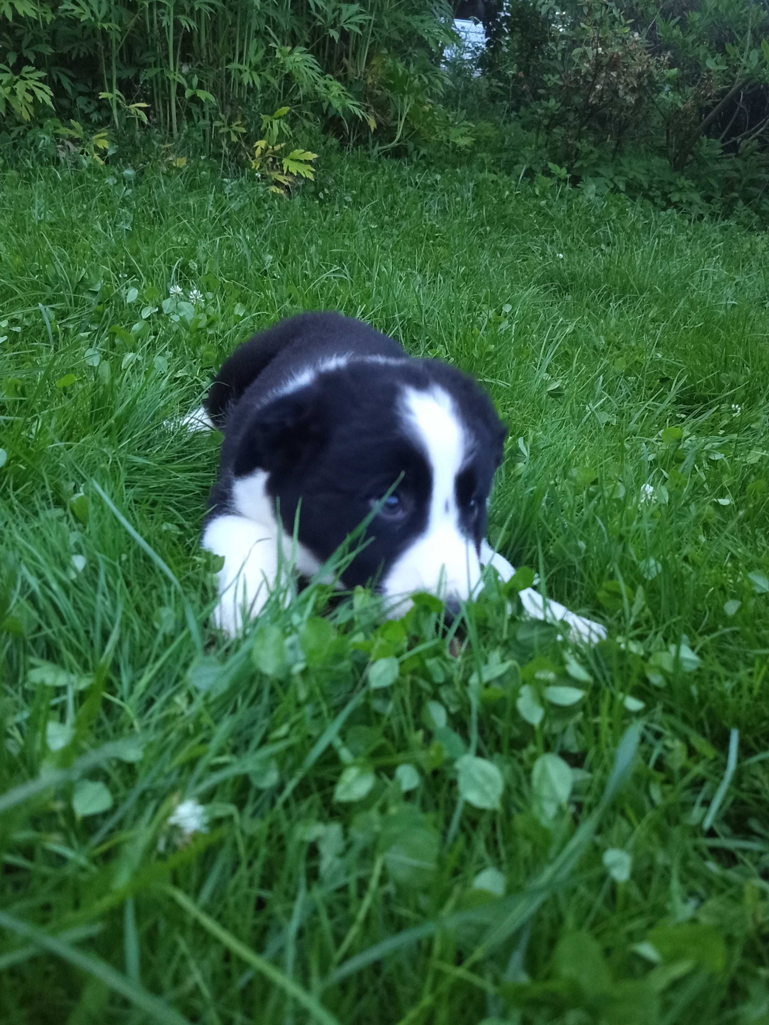 Border collie - szczeniak