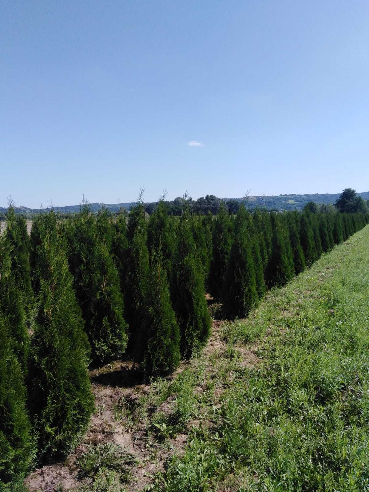 Tuja szmaragd 160-180 cm Thuja smaragd FV Dost gratis Balot Jawor