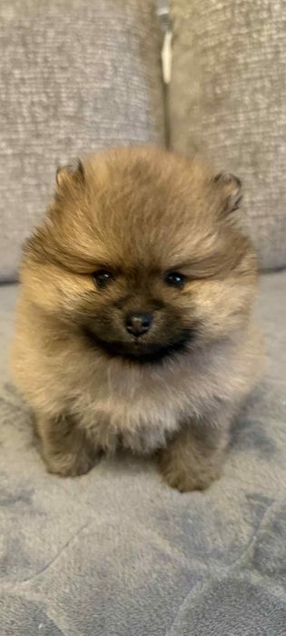 Szpic Miniaturowy Pomeranian z Rodowodem