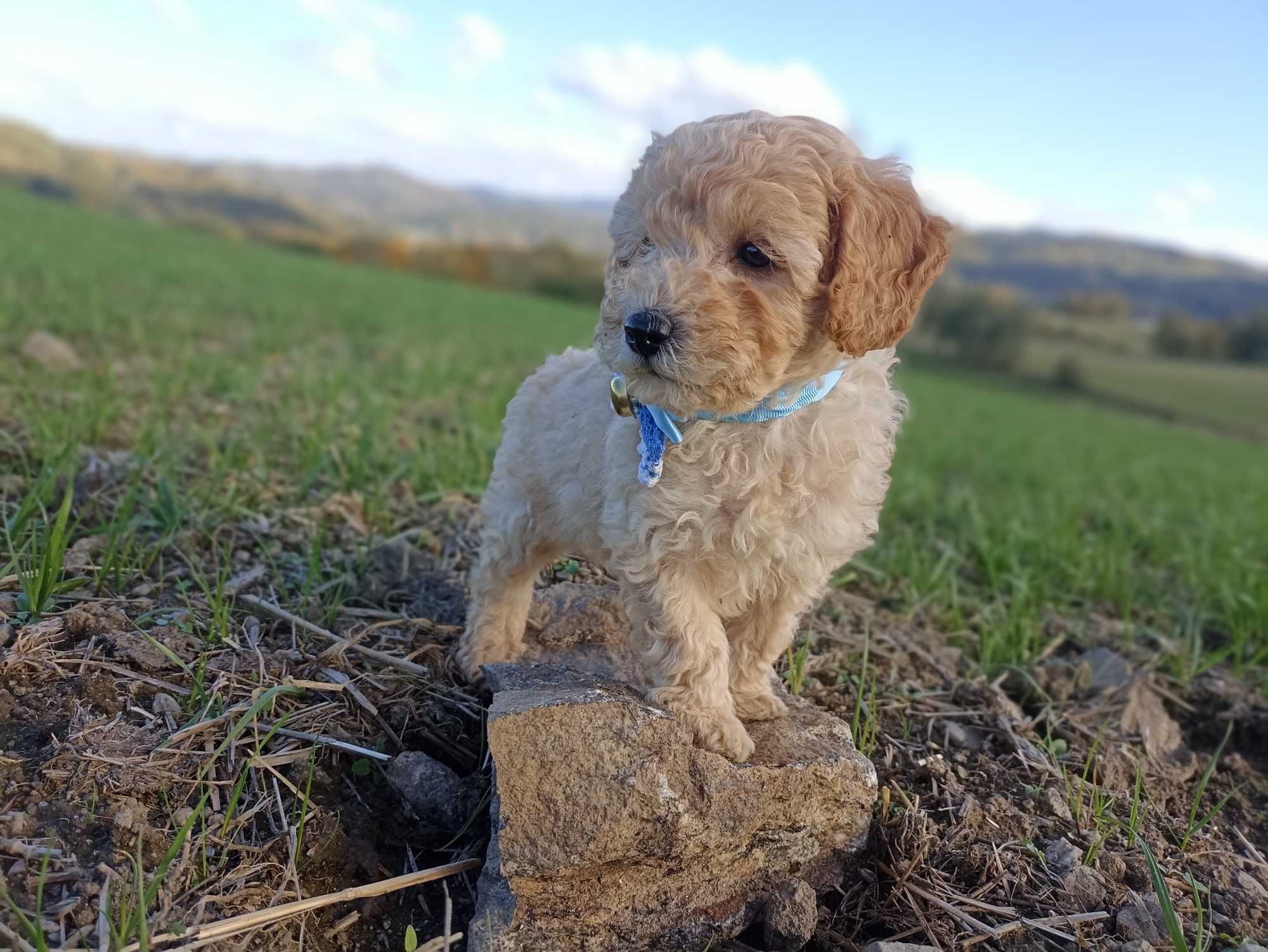Pudel Miniaturowy gotowy do odbioru