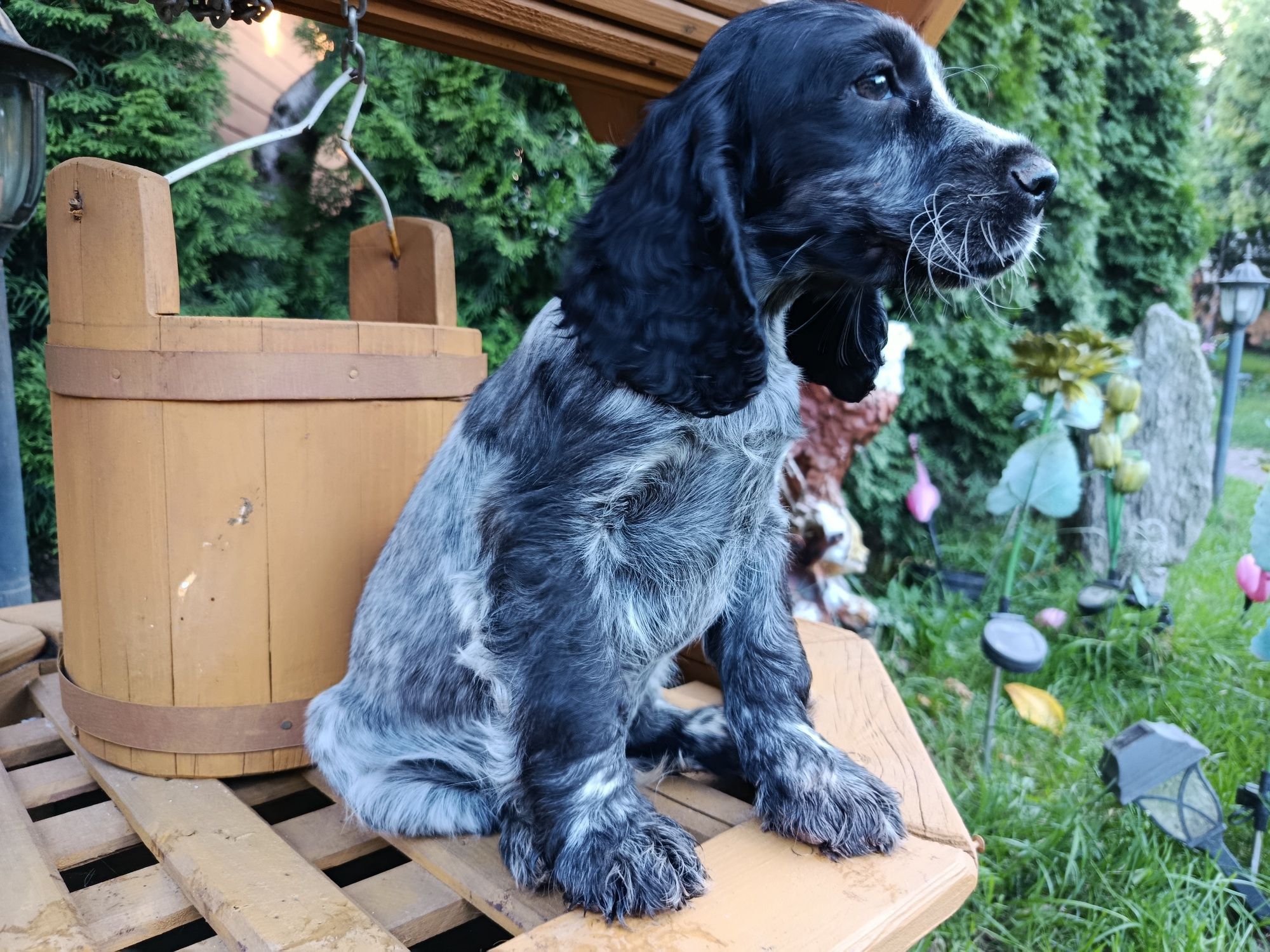 Cocker Spaniel angielski Piesek Rodowód