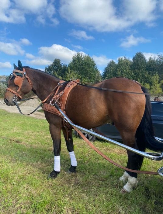 Wałach w typie Ślązaka